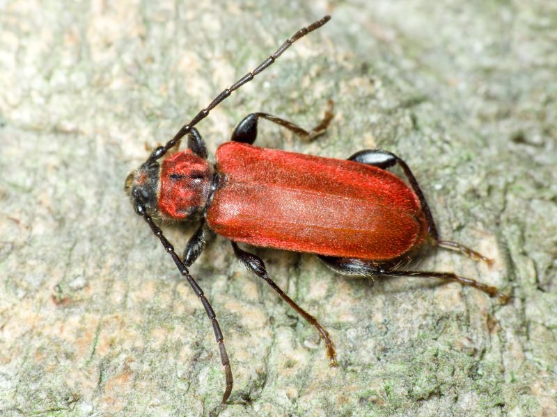 Pyrrhidium sanguineum (Linnaeus, 1758)
